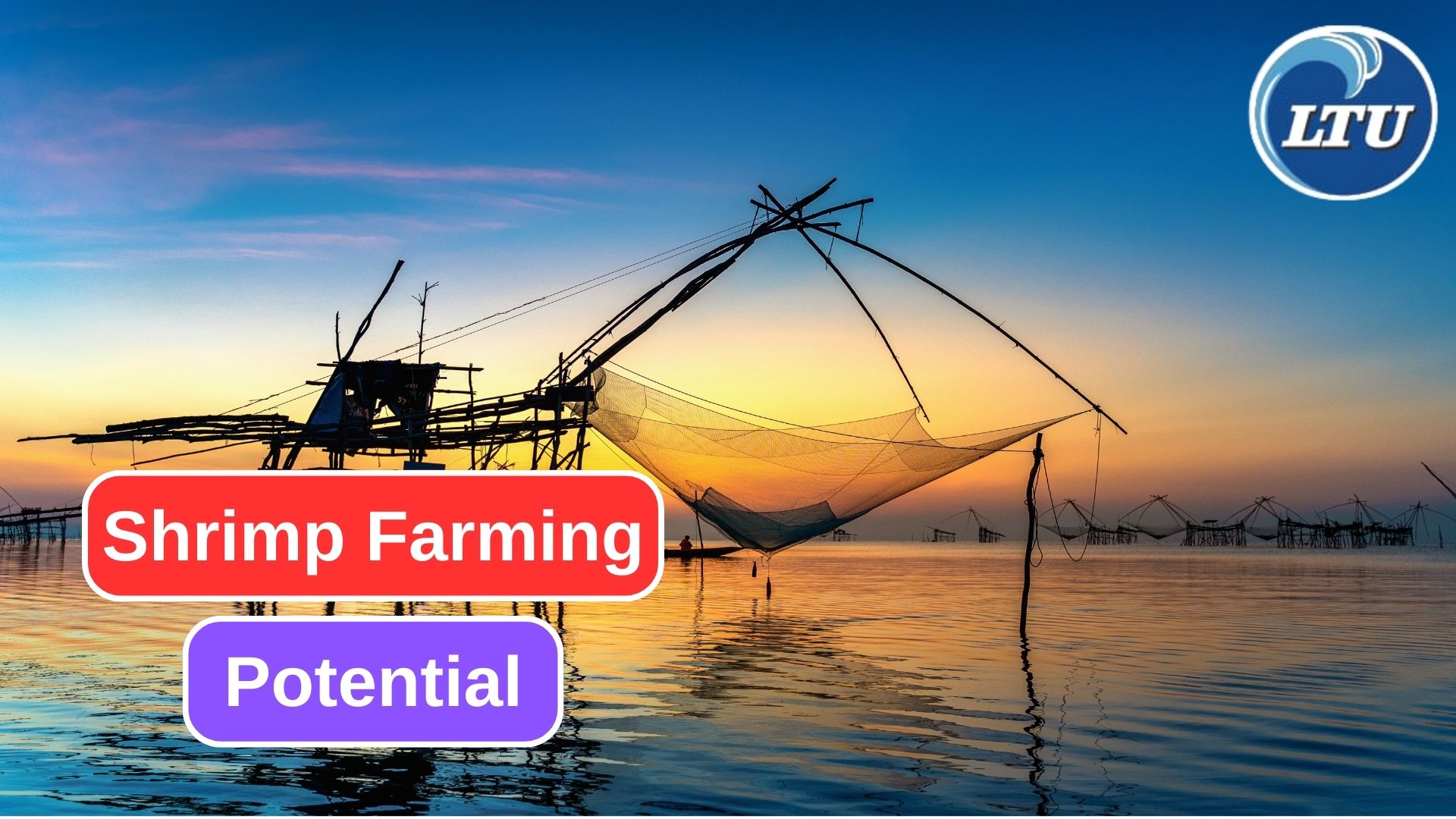 Potential Opportunities of Shrimp Farming in the Seafood Industry